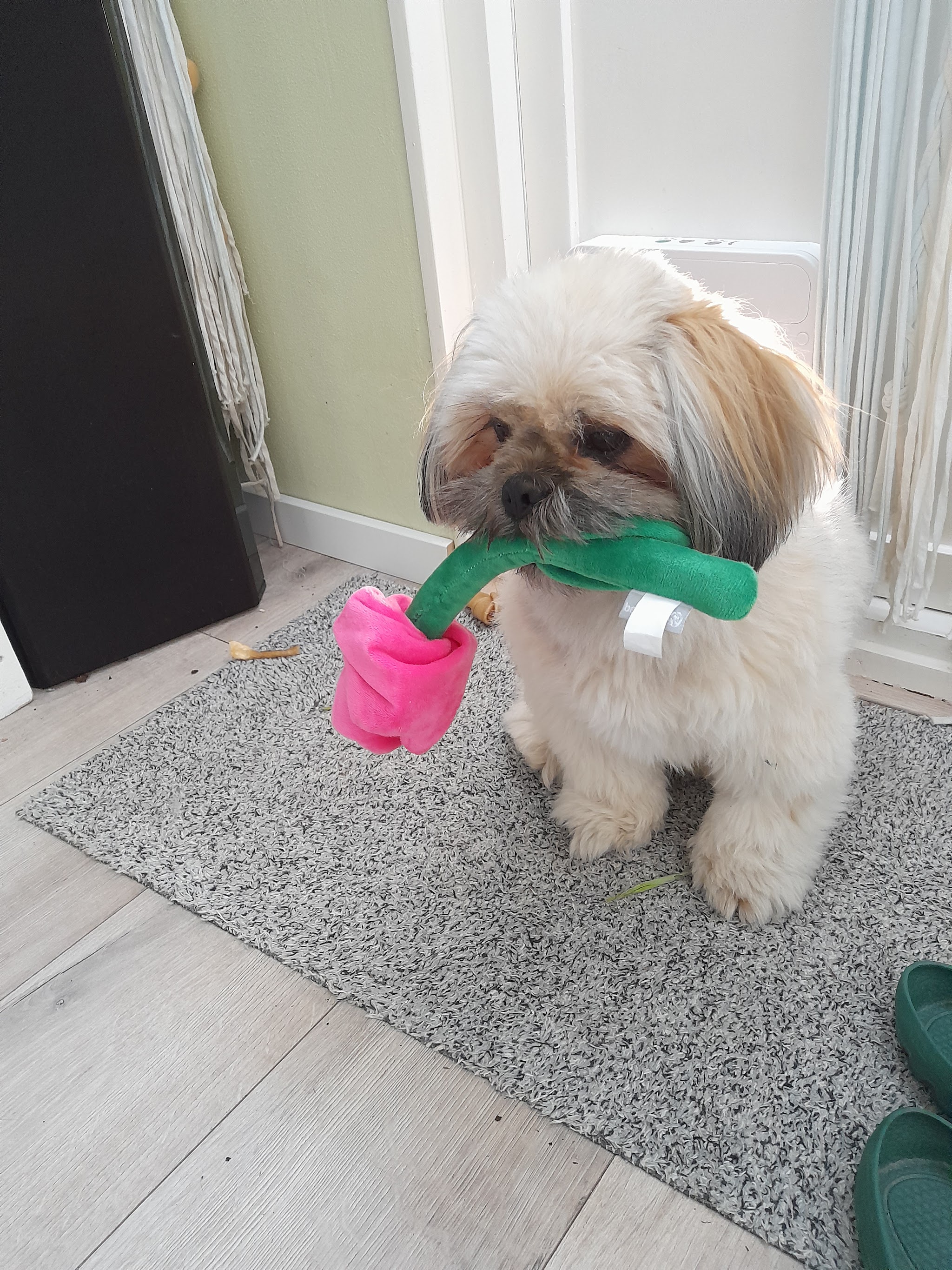 Hondje met een groen en roze speeltje