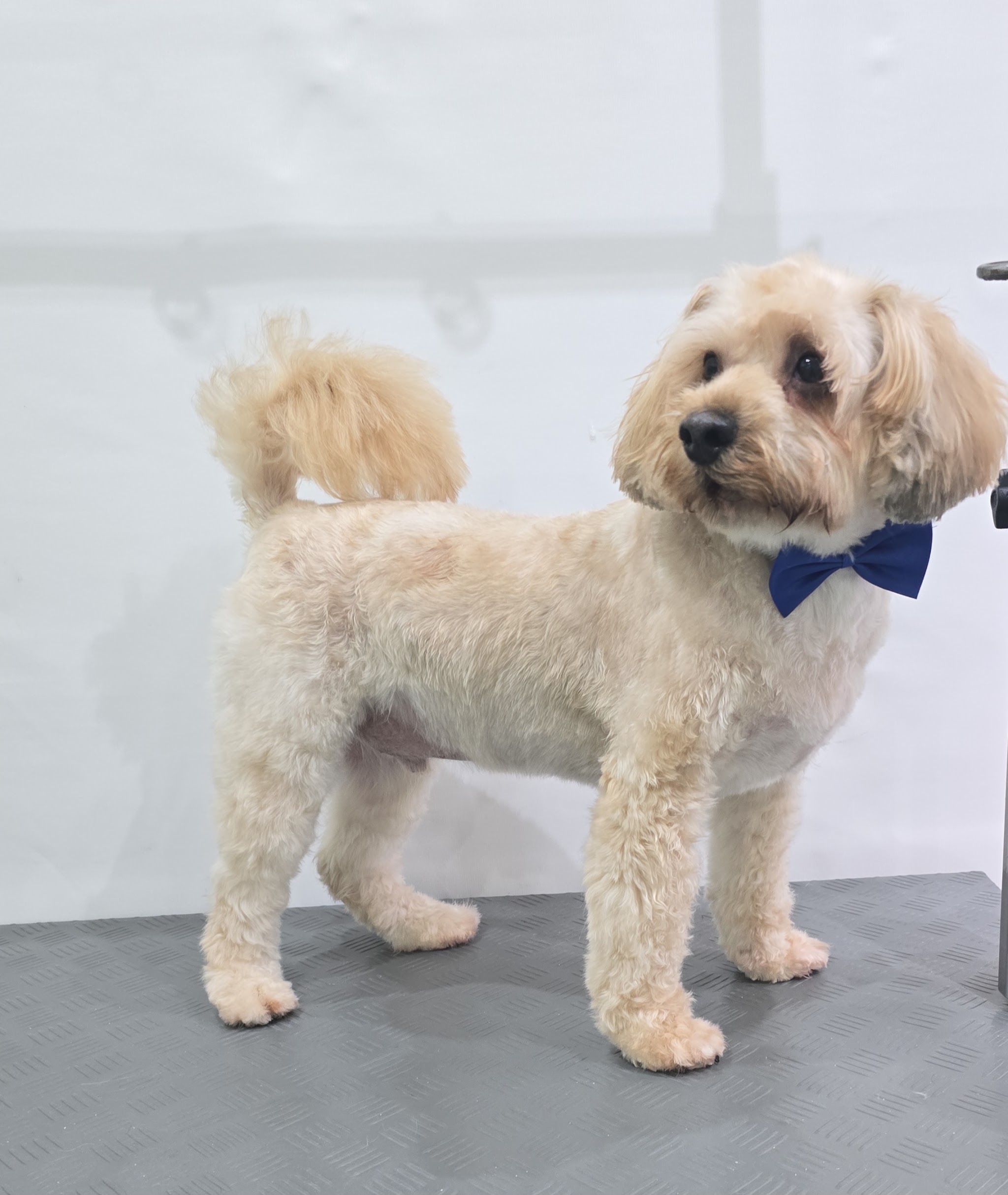 Lichtgekleurde hond met een blauw strikje na de trimbeurt