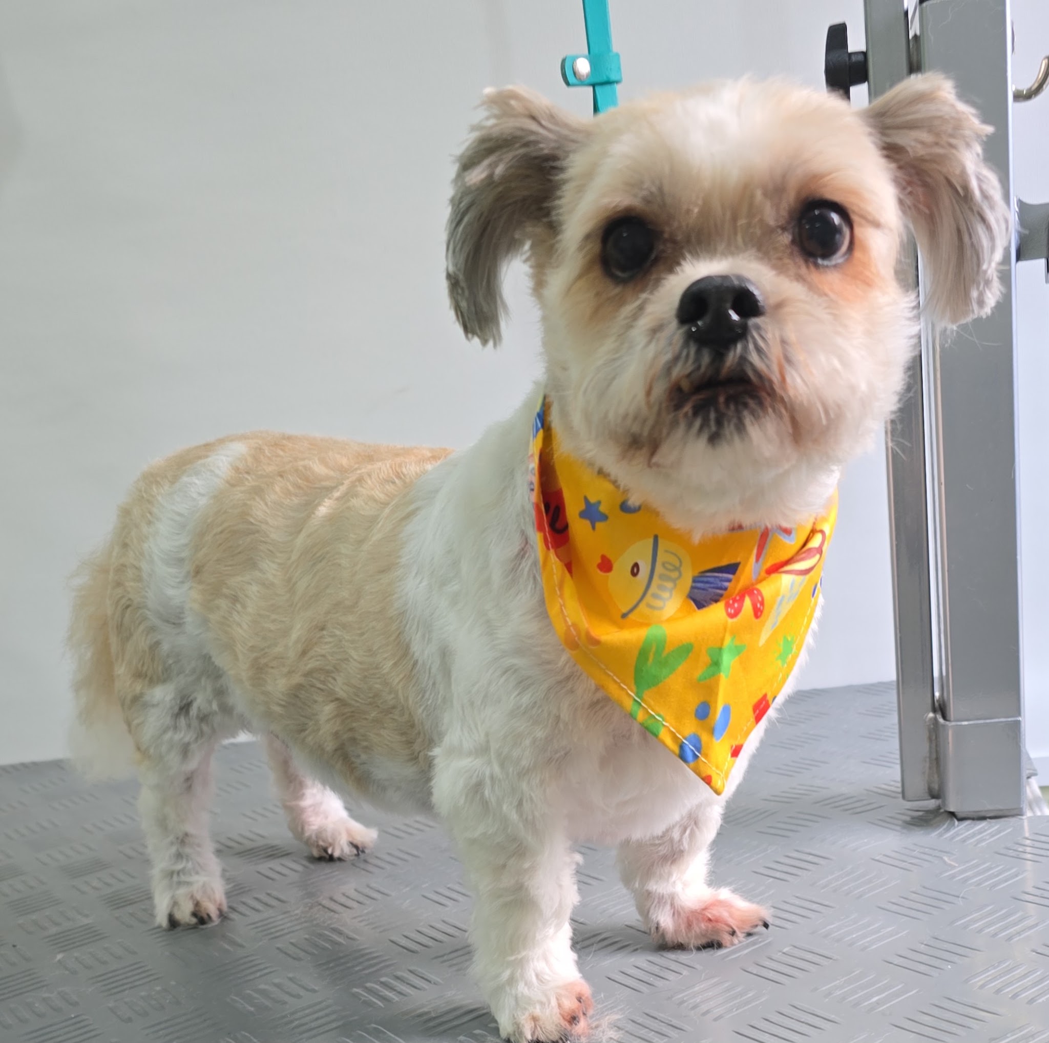 Getrimd hondje met een kleurrijke bandana bij Trimsalon Ardie