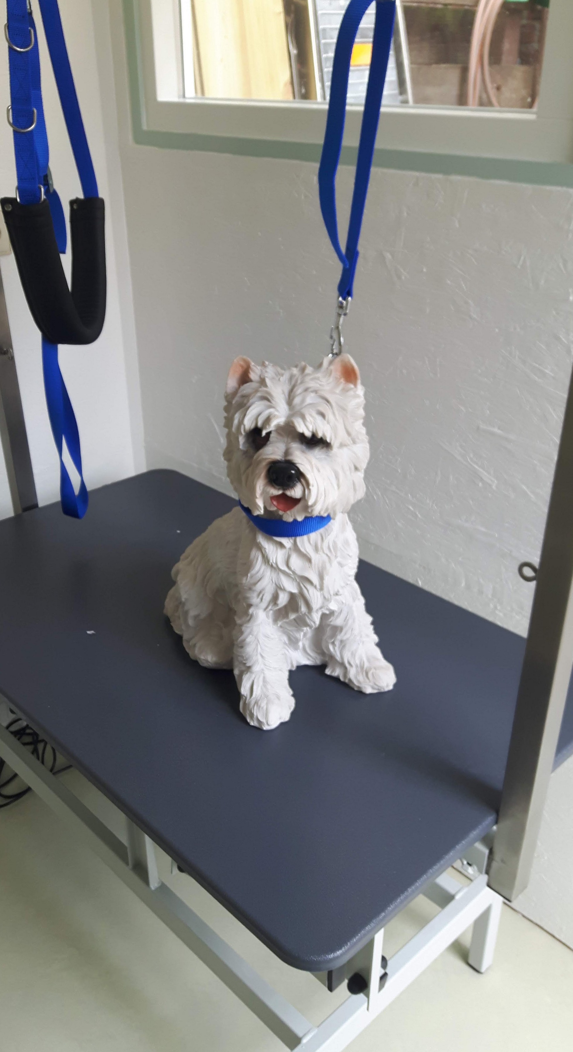 Klein wit hondje op de trimtafel